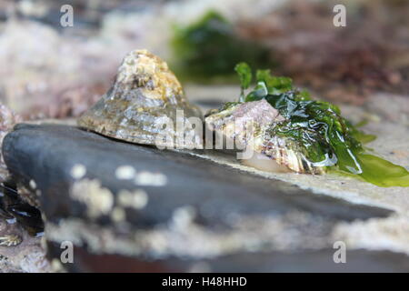 Limpets in a Cornish rock pool. Stock Photo