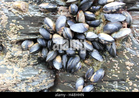 mussels in a Cornish rock pool. Stock Photo