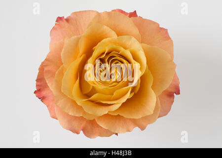 orange rose, blossom, medium close-up, Stock Photo