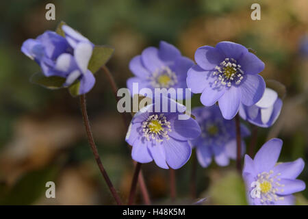 Liverworts, anemone hepatica, blossom, Stock Photo