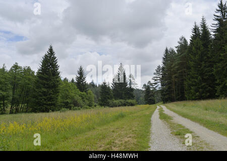 Footpath, valley, wet grassland, Upper Palatinate, Stock Photo