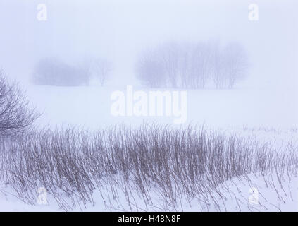 Belgium, High Fens, Hautes Fagnes, High Fens-Eifel Nature Park, winter, Stock Photo