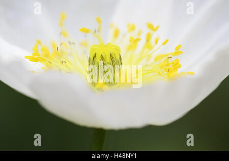 Iceland poppy, Papaver nudicaule, medium close-up, Stock Photo