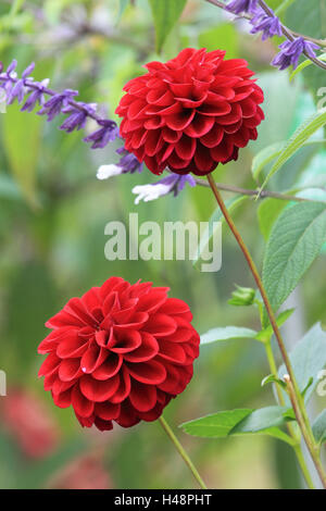 Zinnia, blossoms, red, medium close-up, Stock Photo