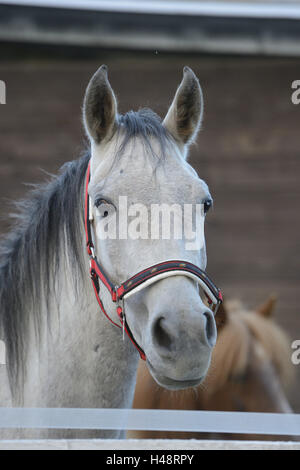Horse, Quarab, mini Shetland pony, portrait, side view, Stock Photo