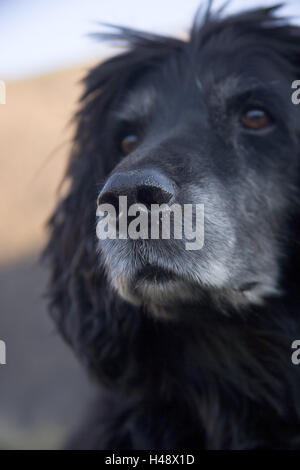 Dog, Afghan, portrait, Stock Photo