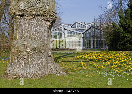 Garden, trunk, greenhouses, ashes, Fraxinus, white ash, white ash, olive tree plants, Oleaceae, narcissi, flowers, blossom, spring flowers, spring, spring, season, building, spring flowers, strain, tree, Stock Photo