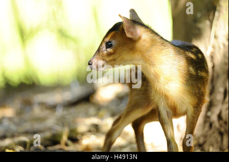 Reeves's muntjac, Muntiacus reevesi, fawn, Stock Photo