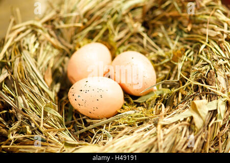 three eggs in the nest, Stock Photo