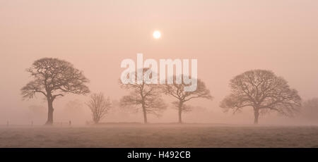 Sunrise on a foggy winter morning in Devon countryside, England. Winter (March) 2014. Stock Photo