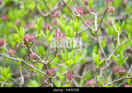 Rhododendron, blossoms, buds, Ericaceae, rhododendron, hybrid 'Sarina', Stock Photo
