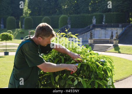 Baroque garden Großsedlitz, gardener pruning orange tree, Saxony, Germany, Stock Photo