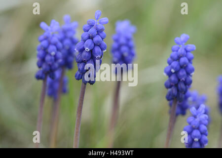 Grape hyacinth, Muscari neglectum, blossom, Stock Photo