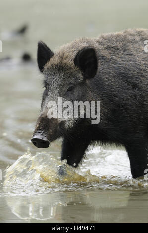 Wild boar, Sus scrofa, wild sow, water, crossing, Stock Photo