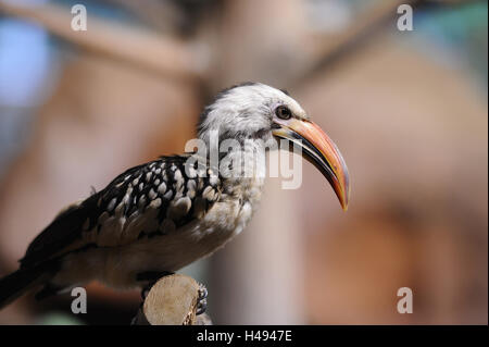 Northern red-billed hornbill, Tockus erythrorhynchus, Stock Photo