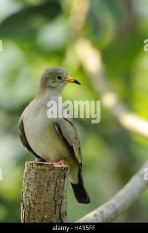 Croaking ground dove, Columbina cruziana, Stock Photo
