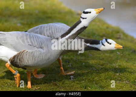 Bar-headed geese, Anser indicus, Stock Photo