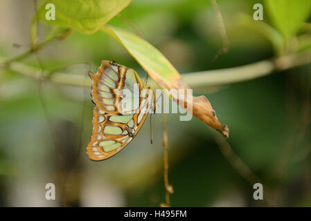 Malachite butterfly, Siproeta stelenes Stock Photo