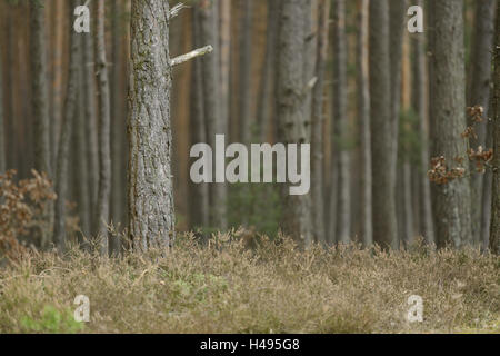 Scenery, forest, trunks, Scots pine, Pinus sylvestris, Stock Photo