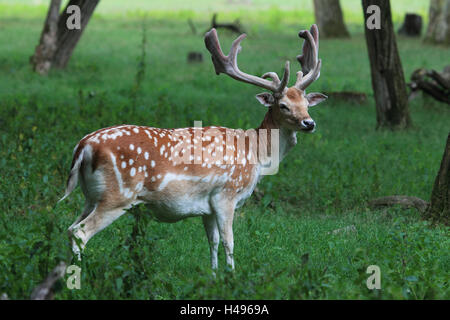 Fallow buck, little man, side view, Damwild, portrait, landscape format, deer, Germany, mammal, animal, antlers, deer antlers, fur, mottled, Stock Photo