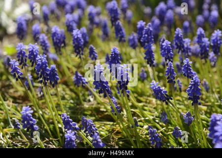 Small grape hyacinth, Muscari botryoides, blossom, Stock Photo