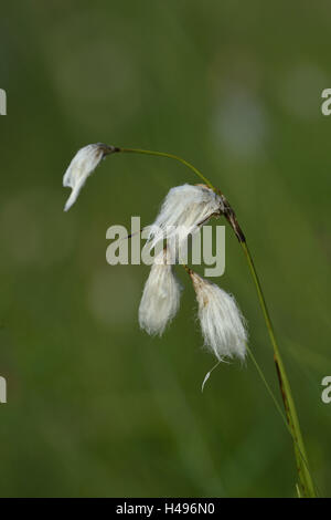 Common cottongrass, Eriophorum angustifolium, close up, Stock Photo