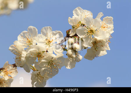 Cherry tree, blossoming,
