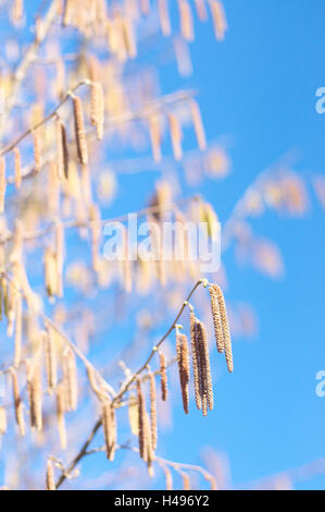 Hazel bush, branches, inflorescence, medium close-up, Stock Photo