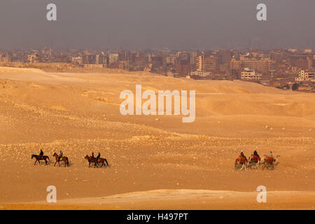 Egypt, Cairo, Giza, evening light, camels and horses, Stock Photo
