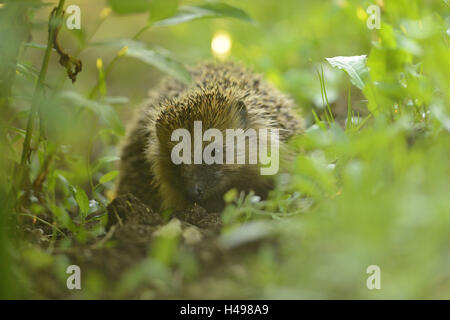 West European hedgehog, Erinaceus europaeus, meadow, frontal, looking at camera, Stock Photo