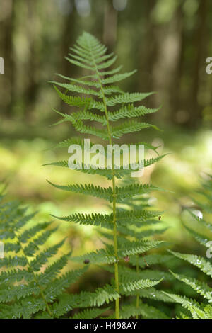 Real worm fern, Dryopteris filix-mas, leaves, Stock Photo