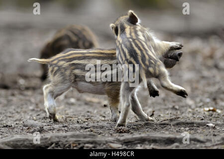 Wild boar shoats, playing, Stock Photo