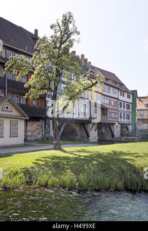 Germany, Thuringia, Erfurt, bridge, river Gera, tree, houses, Stock Photo