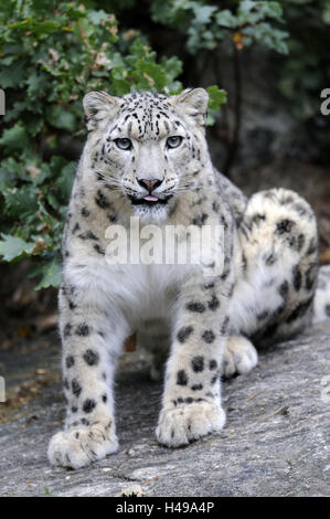 snow leopard, Uncia, rocks, sit, show view camera, portrait, zoo, captivity, Irbis, leopard, animal, predator, great cat, tongue, Rau's distances, behaviour, hunger, rest, animal portrait, Stock Photo