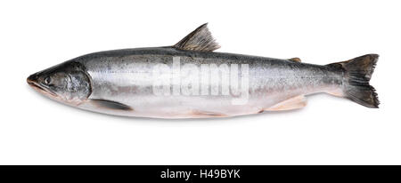 Fresh arctic char fish isolated on white background Stock Photo - Alamy