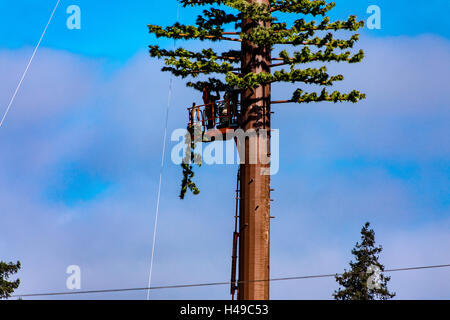 Workman in Napa California assemble a cell or mobile phone tower disguised to look like a tree Stock Photo