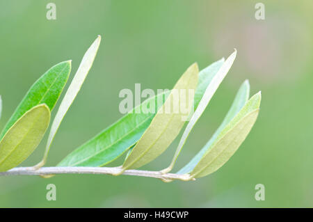 African olive tree, leaves, Stock Photo