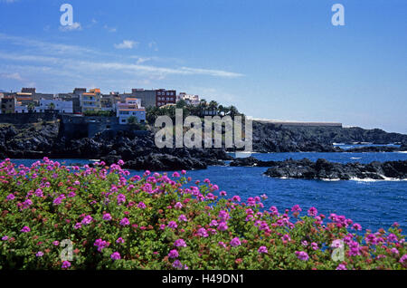 Spain, Canary islands, Tenerife, Alcala, coast, geraniums, fishing village, village, the Canaries, geraniums, flowers, blossom, pink, lava rocks, houses, buildings, sea, waters, the Atlantic, fishing place, idyllic, tranquilly, peacefully, sunshine, Stock Photo