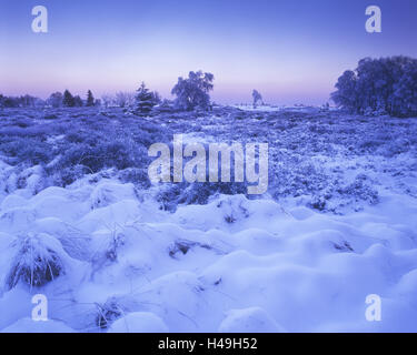 Belgium, High Fens, Hautes Fagnes, High Fens-Eifel Nature Park, moor in winter before sunrise, Stock Photo