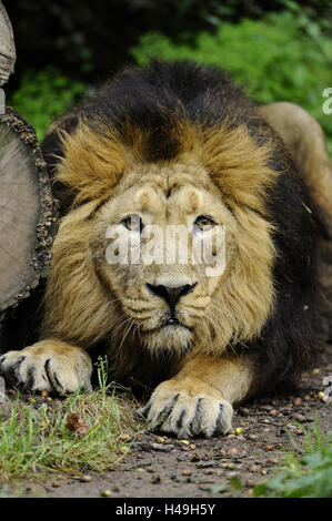 Asiatic lion, Panthera leo persica, front view, lying, looking at camera, Stock Photo
