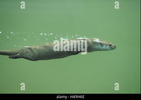 European otter, Lutra lutra, underwater, side view, diving, Stock Photo