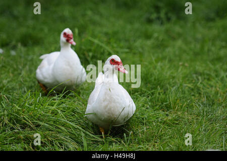 Muscovy ducks, Cairina moschata, meadow, running, front view, looking at camera, Stock Photo