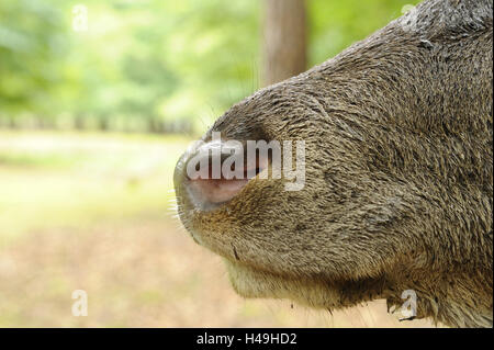 Red deer, Cervus elaphus, close up, nose, mouth, nostrils, side view, detail, Stock Photo