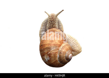 Escargot, Edible snail, from above, Stock Photo