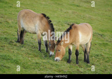 Przewalski's horses, Equus ferus przewalskii, Stock Photo