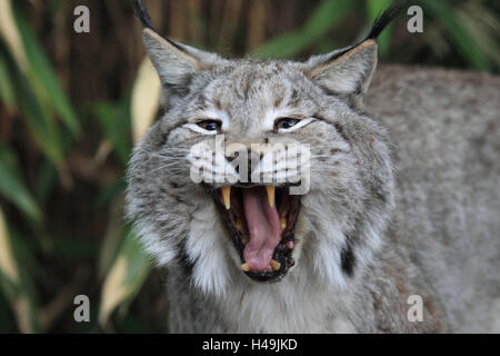 Siberian lynx, Stock Photo