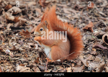 Squirrel, close-up, Stock Photo