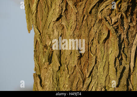 Crack willow, Salix fragilis, brittle willow, bark, Stock Photo