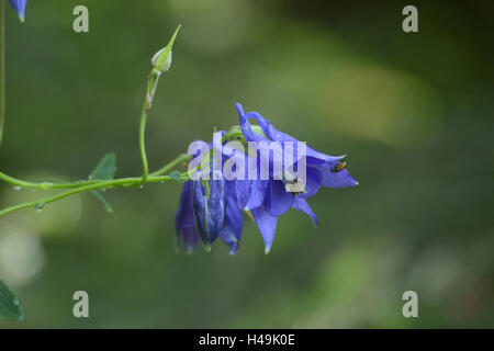 Common aquilegia, Aquilegia vulgaris, blossom, Stock Photo