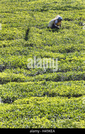 Sri Lanka, Maskeliya, tea plantation, woman, Stock Photo